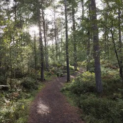 River Forth Walks - Alloa