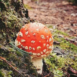 River Forth Walks - Alloa