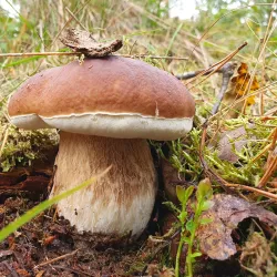 River Forth Walks - Alloa