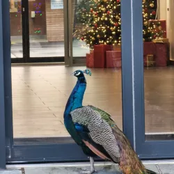 Annan Community Woodland - Annan