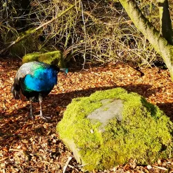 Annan Community Woodland - Annan