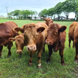 Annan Golf Club - Annan