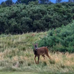 Annan Golf Club - Annan