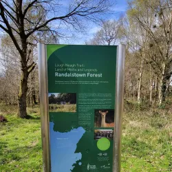 Randalstown Forest - Antrim