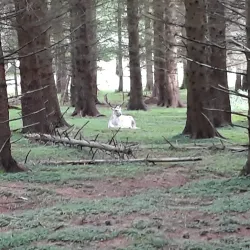 Randalstown Forest - Antrim