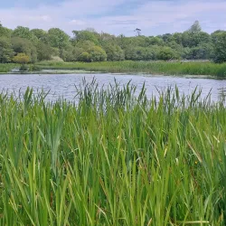 Randalstown Forest - Antrim