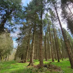 Randalstown Forest - Antrim
