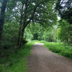 Randalstown Forest - Antrim