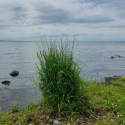 Randalstown Forest - Antrim