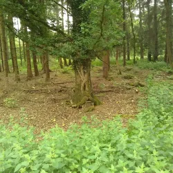 Randalstown Forest - Antrim