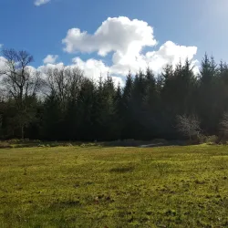 Randalstown Forest - Antrim