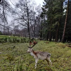 Randalstown Forest - Antrim