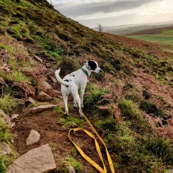 Slemish Mountain - Antrim