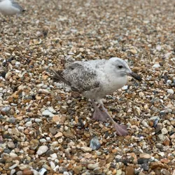 Bognor Regis Beach - Arun (West Sussex)