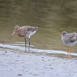Pagham Harbour Nature Reserve - Arun (West Sussex)