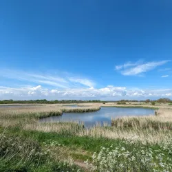 Pagham Harbour Nature Reserve - Arun (West Sussex)
