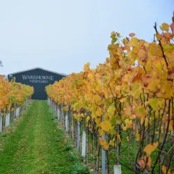 Willow Grange Vineyard - Ashford