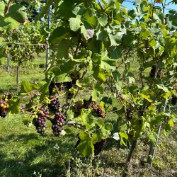 Willow Grange Vineyard - Ashford
