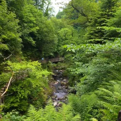 Glenariff Forest Park - Ballymoney