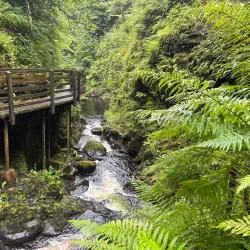 Glenariff Forest Park - Ballymoney