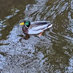 Seacon Valley Nature Reserve - Ballymoney