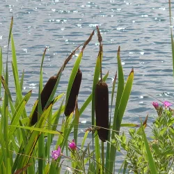 Banbury Canal Walks - Banbury