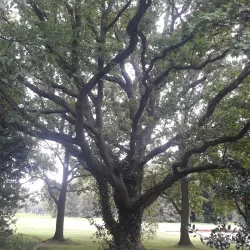 Banstead Golf Club - Banstead