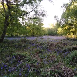 Banstead Woods - Banstead