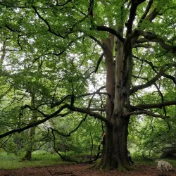 Banstead Woods - Banstead