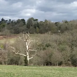 Banstead Woods - Banstead