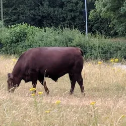 Nork Park - Banstead