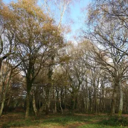 The Banstead History Research Group - Banstead