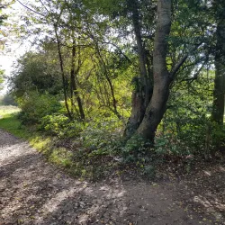 The Banstead History Research Group - Banstead