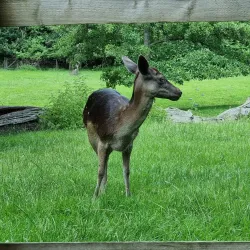 Golders Hill Park - Barnet