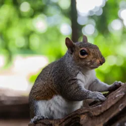 Golders Hill Park - Barnet