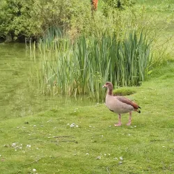 Hadley Green - Barnet