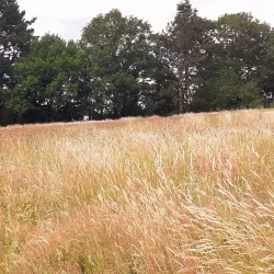 Scratchwood Country Park - Barnet