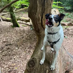 Scratchwood Country Park - Barnet