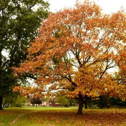 Totteridge Green - Barnet