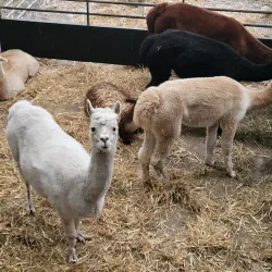 Cannon Hall Farm - Barnsley