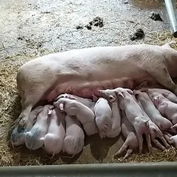 Cannon Hall Farm - Barnsley