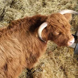 Cannon Hall Farm - Barnsley