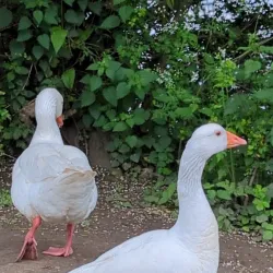 Worsbrough Mill and Country Park - Barnsley