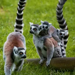 South Lakes Safari Zoo - Barrow-in-Furness