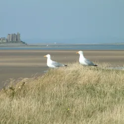Walney Island Nature Reserve - Barrow-in-Furness