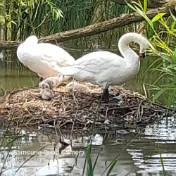 Northlands Park - Basildon