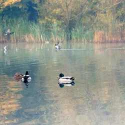 Northlands Park - Basildon