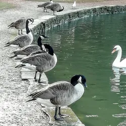 Bedford Park - Bedford