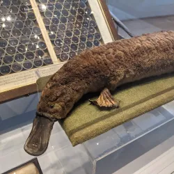 The Higgins Bedford - Bedford