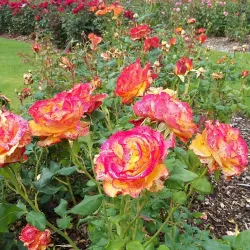 Botanic Gardens - Belfast